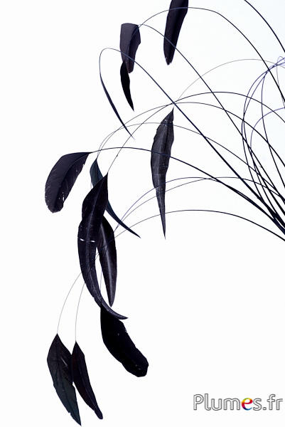 Coquetip - 28-34 cm - noir hirondelle
